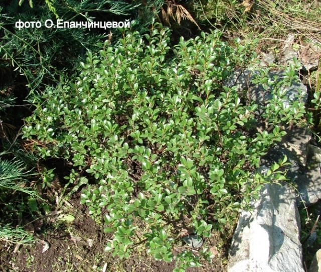 Ива миртолистная — Salix myrsinites L.